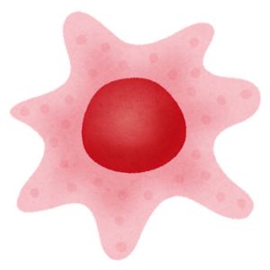 肌細胞